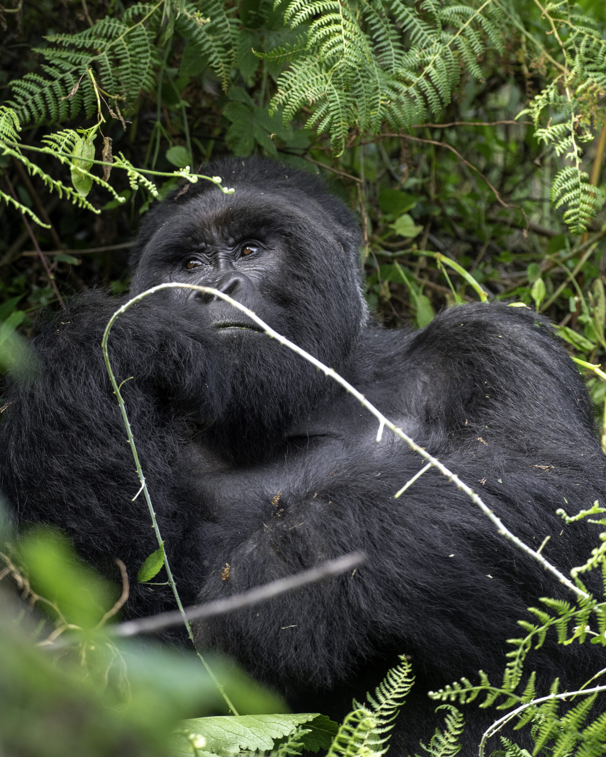 gorilla