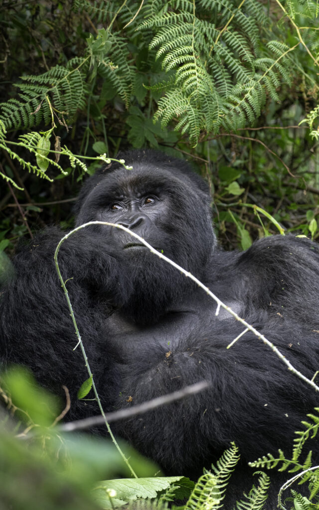 Are You Allowed To Touch Gorillas?