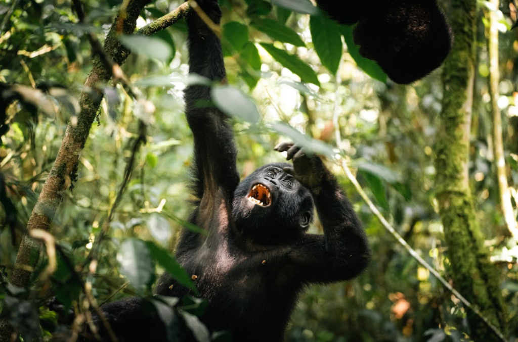 Meet The Muhoza Mountain Gorilla Group