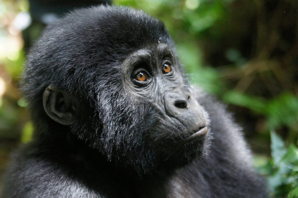 gorilla