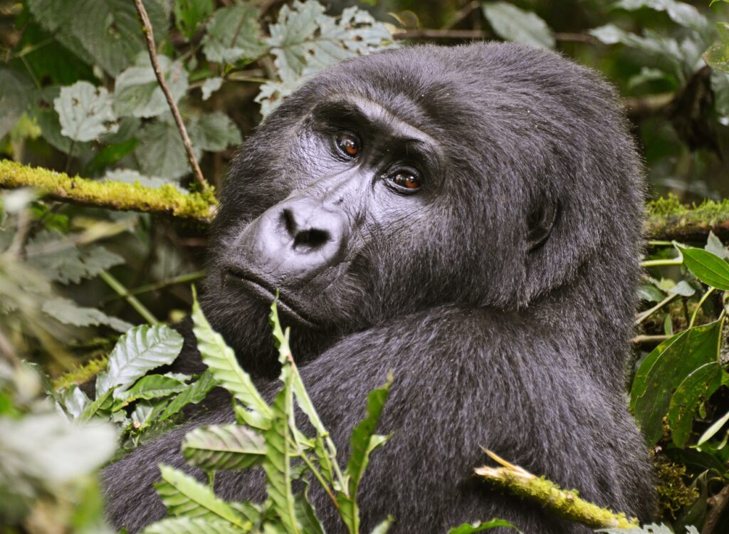The Role Of Rwanda Gorilla Trackers