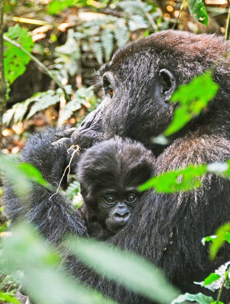 Trekking The Famous Bwenge Gorilla Family