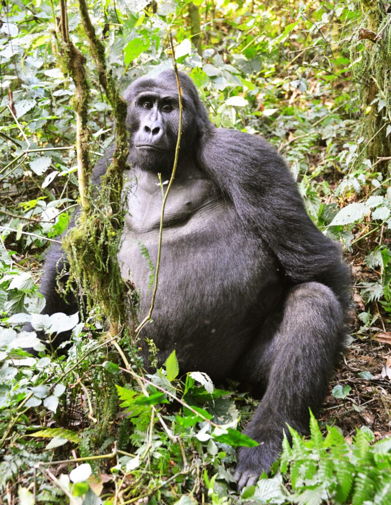 Drone Rules For Rwanda Gorilla Trekking