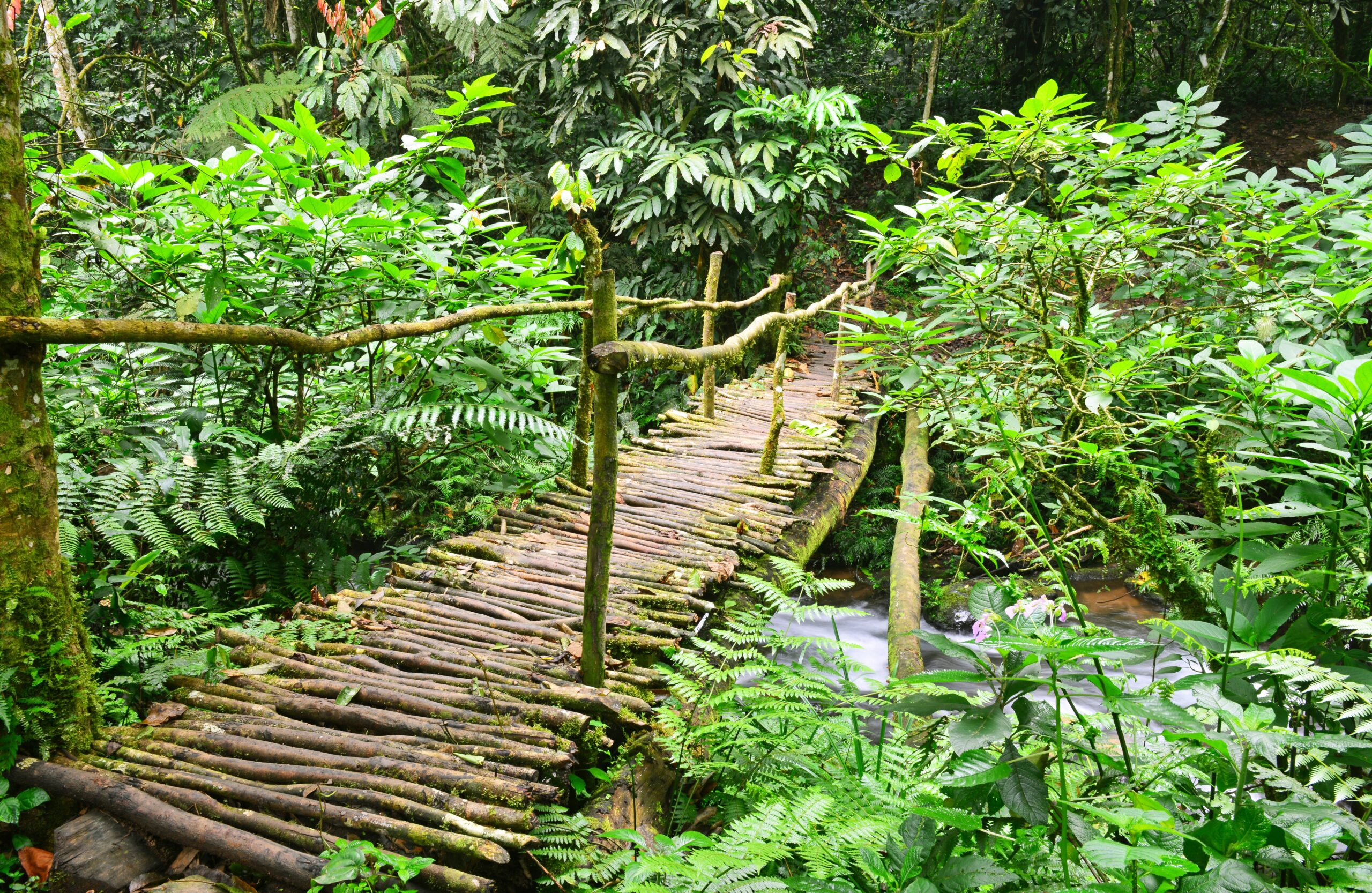 Best Time For Rwanda Gorilla Trekking