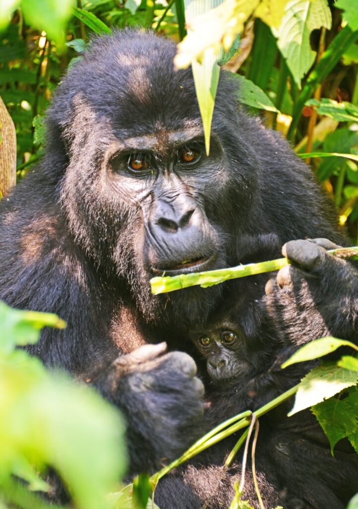 gorilla eating