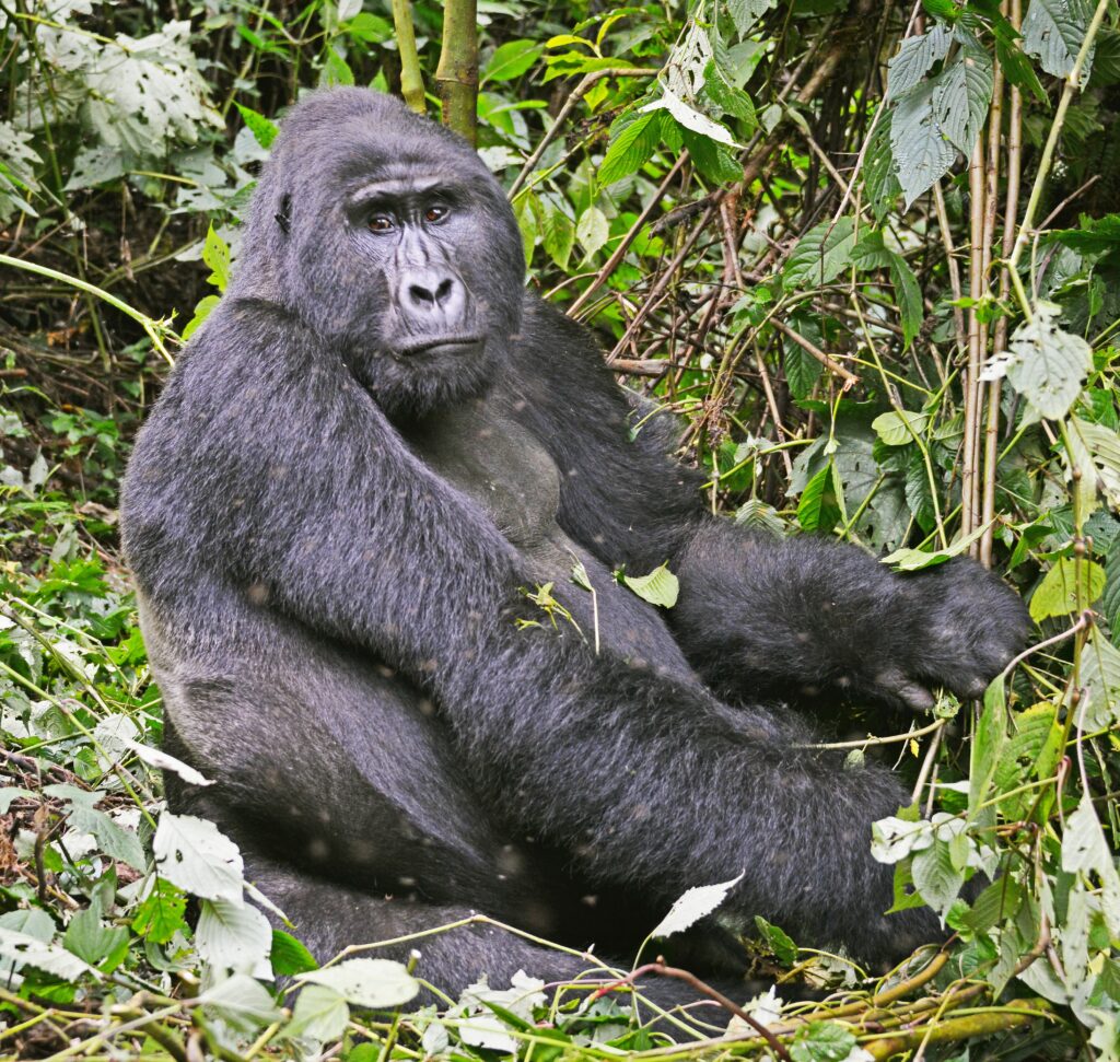 gorilla