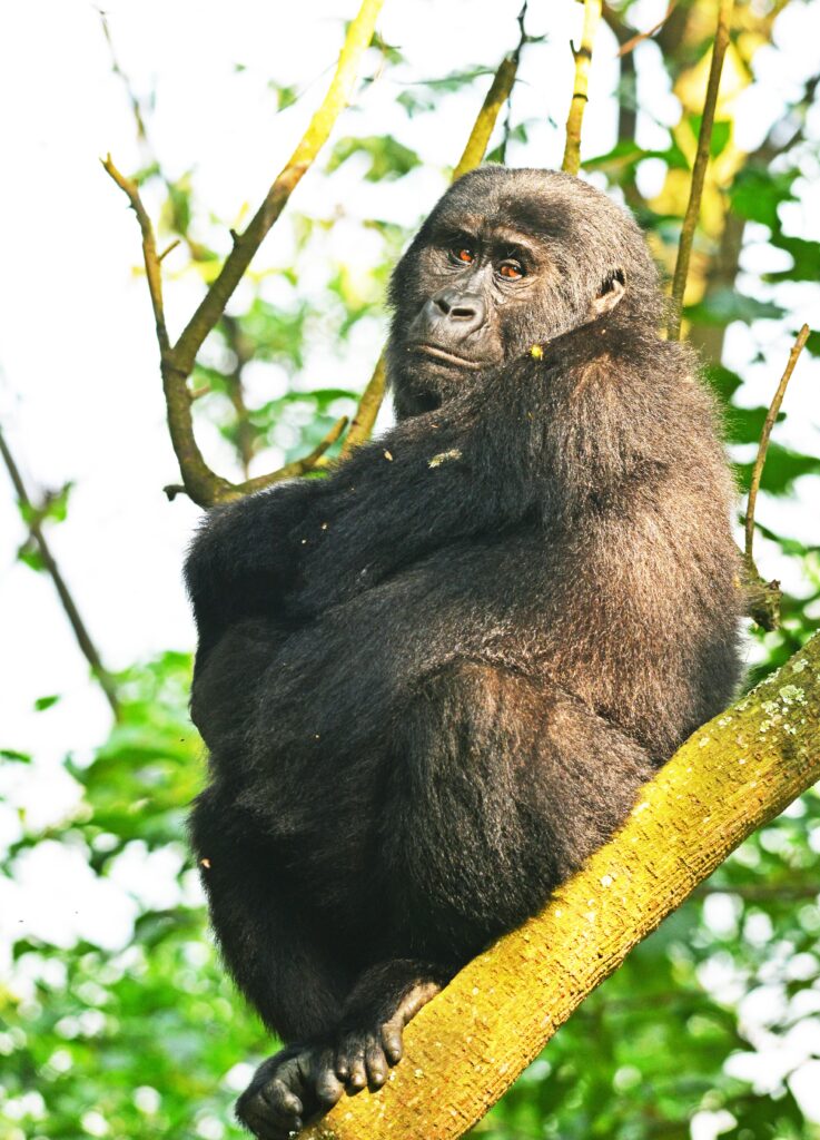 Birthday And Anniversary Gorilla Trekking Tours