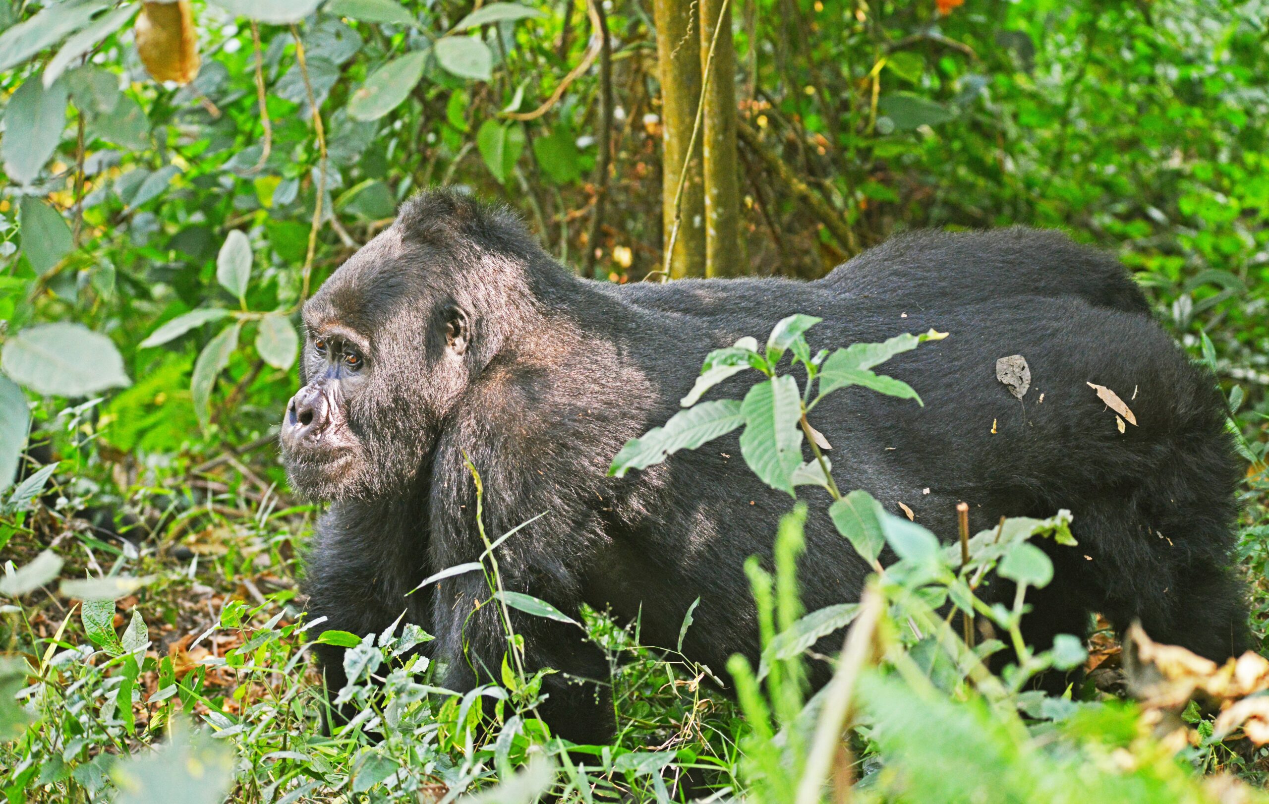 gorilla