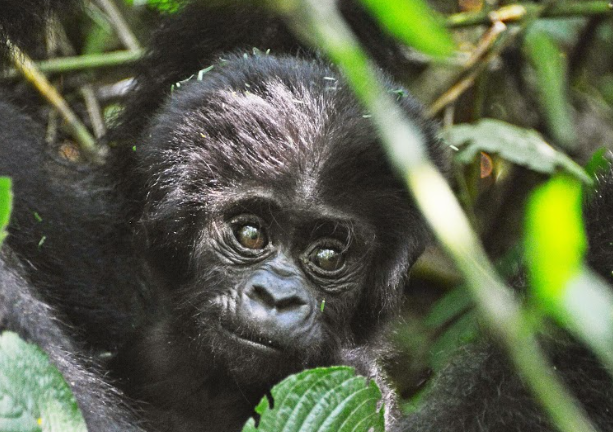 baby gorilla