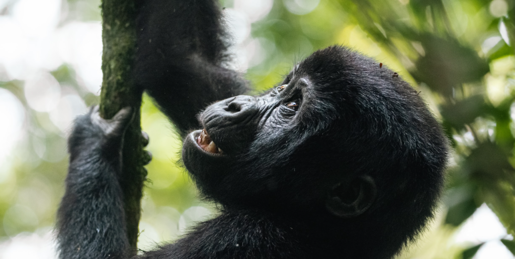 4-Day Express Rwanda Gorilla Trekking Tour