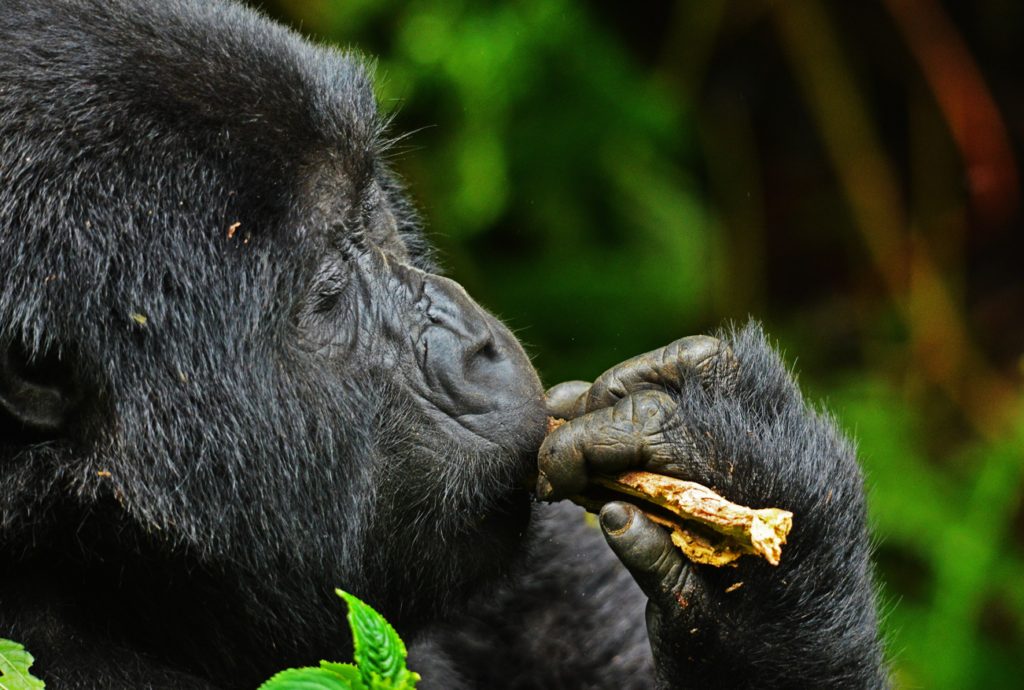 Why Are Gorilla Trekking Permits Expensive?