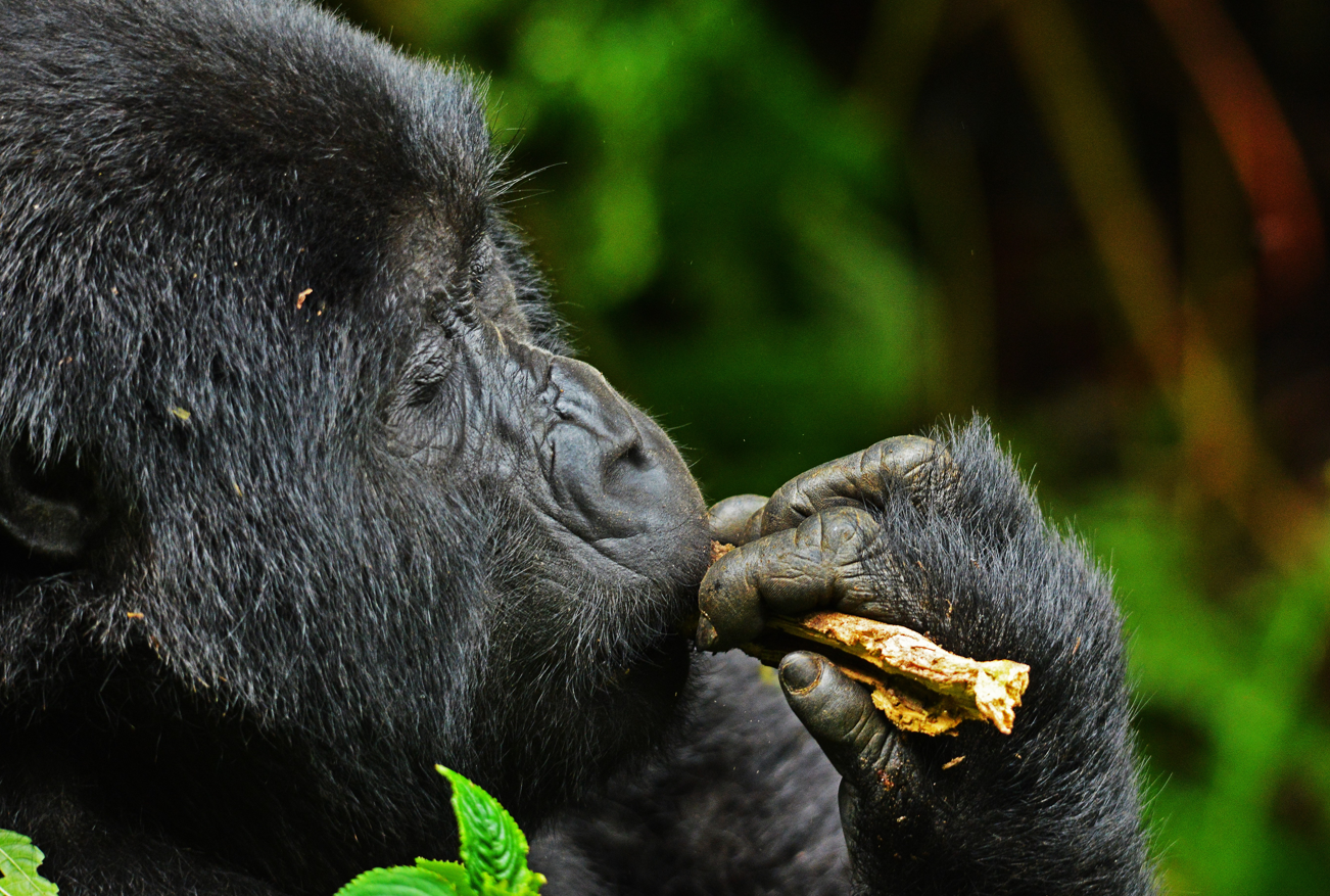 baby gorilla