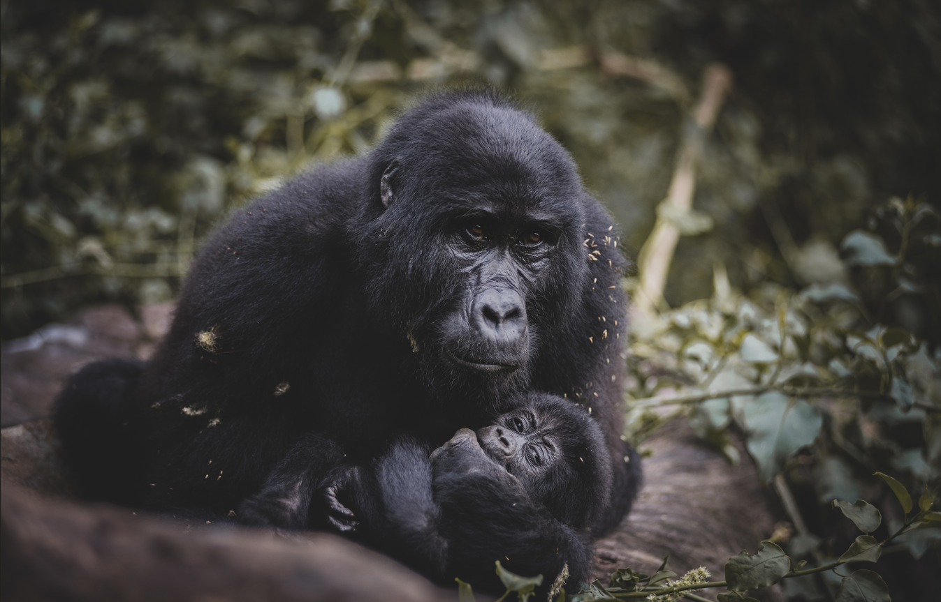 Gorilla