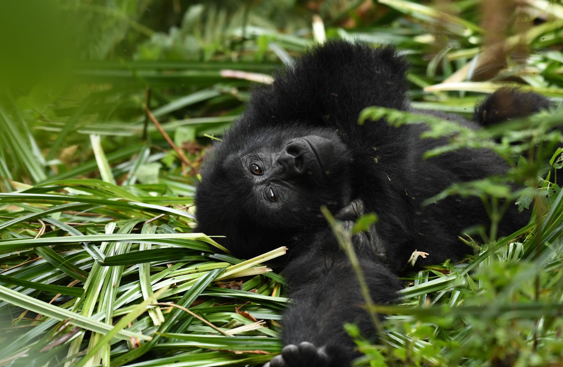 playful gorilla