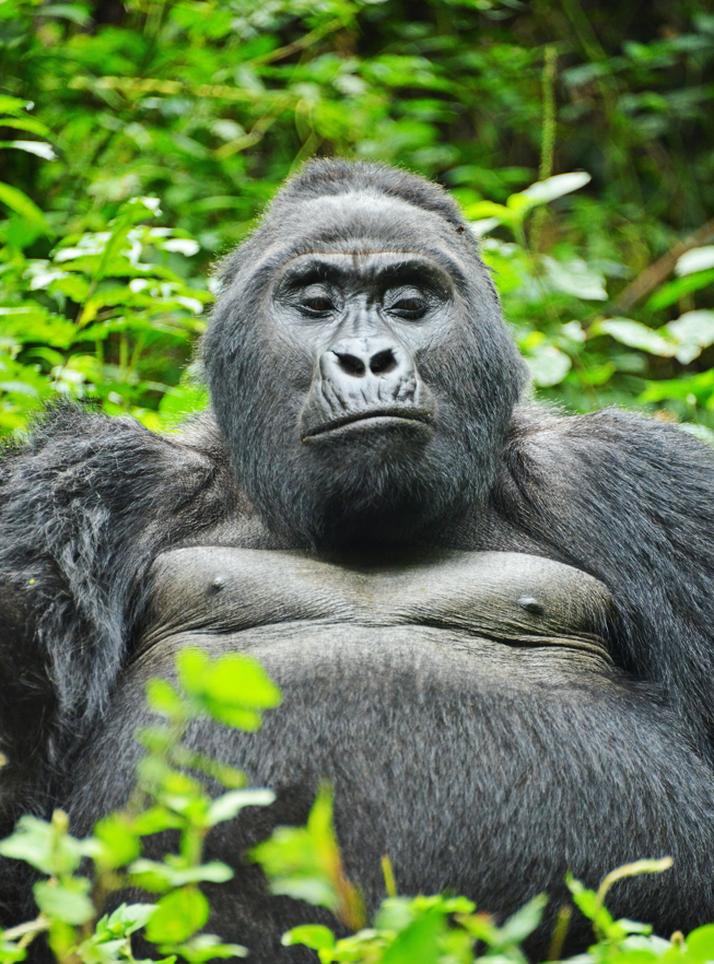 East Africa Tourist Visa For Gorillas