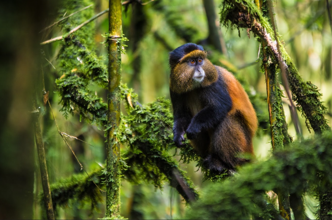 Lodges For Golden Monkeys
