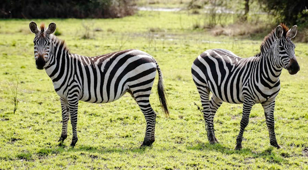 Best Time Visit to Uganda