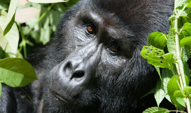 Best time Visit to Uganda