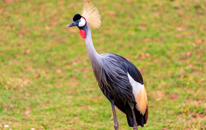 Best Time Visit to Uganda