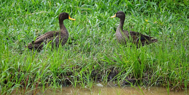 Bird Watching Safari