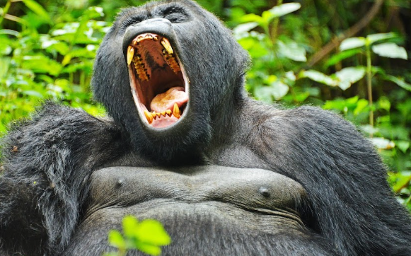 Budget Gorilla Safari