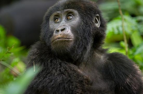 Budget Gorilla Safari