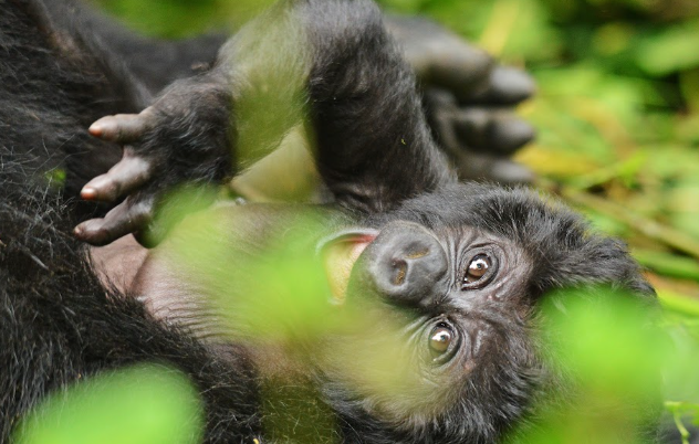 Budget Gorilla Safari