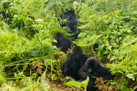 Bwindi vs Mgahinga