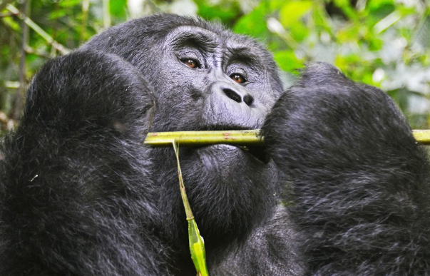 Bwindi Safari Lodges