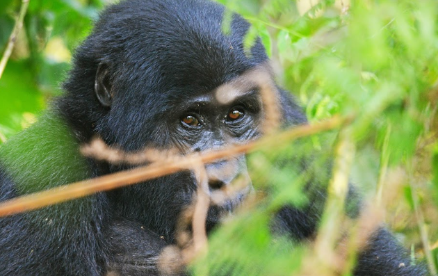 Bwindi Safari Lodges