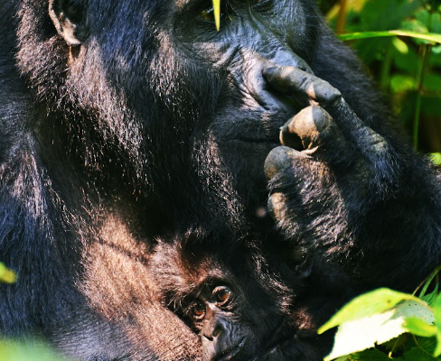 Bwindi Safari Lodges