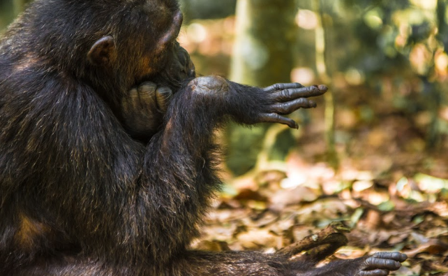Chimpanzee Tracking vs Gorilla Trekking