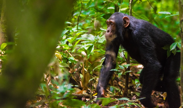 Chimpanzee Tracking vs Gorilla Trekking