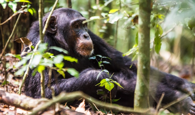 Chimpanzee Tracking vs Gorilla Trekking