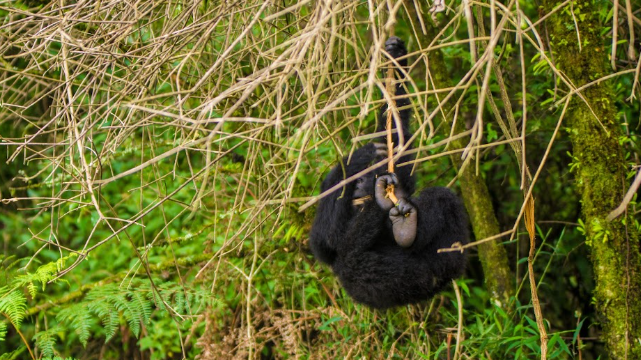 Community Tourism in Bwindi