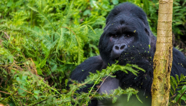Congo Gorilla Trekking in Virunga National Park