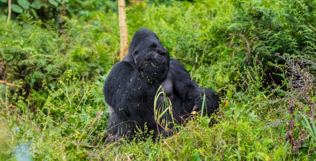 Congo Gorilla Trekking
