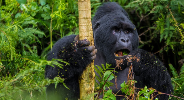 Congo Gorilla Trekking