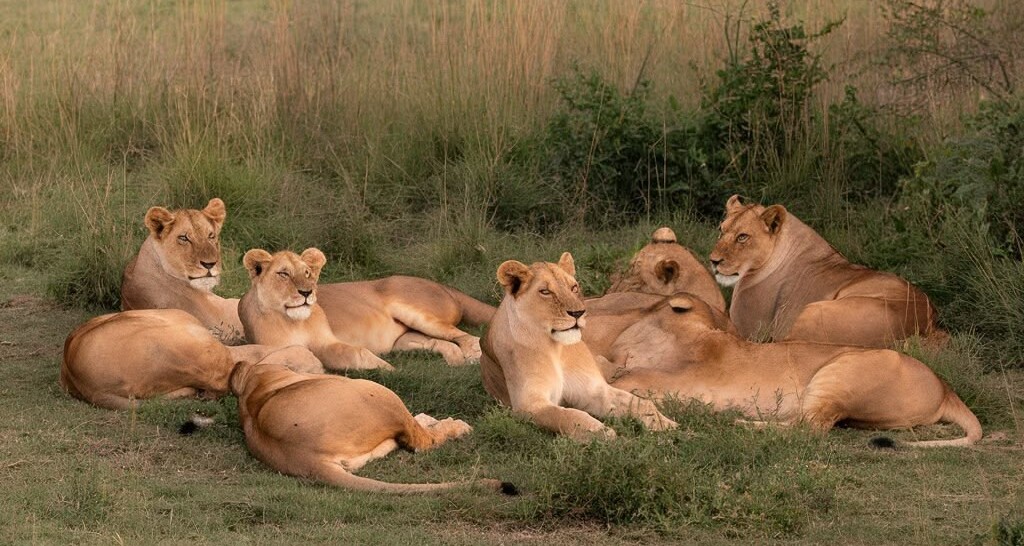 Big Five safari Akagera