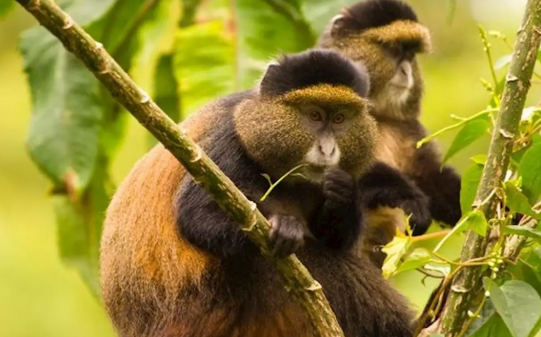 Golden Monkey Trekking