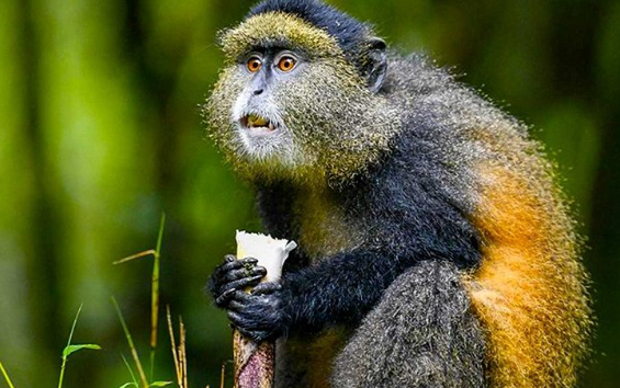 Golden Monkey Trekking