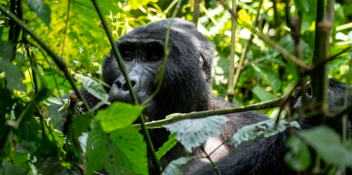 Gorilla Habituation Experience Uganda