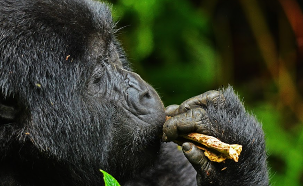 Gorilla Trek Clothing