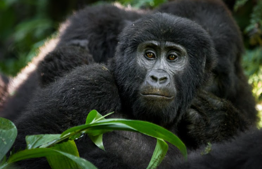 Gorilla Trek Clothing