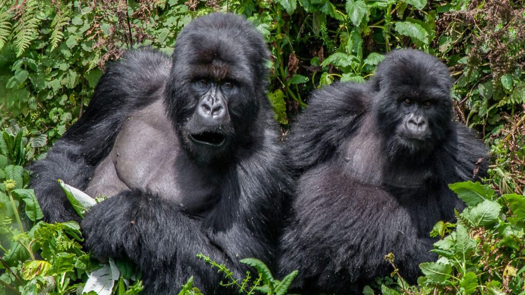 Gorilla Trekking Costs in Uganda - Haven Expeditions