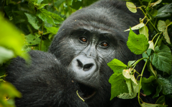 What is the Cost of Tracking Gorillas in Uganda - Haven Expeditions
