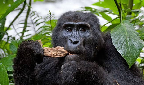 Bwindi vs Mgahinga