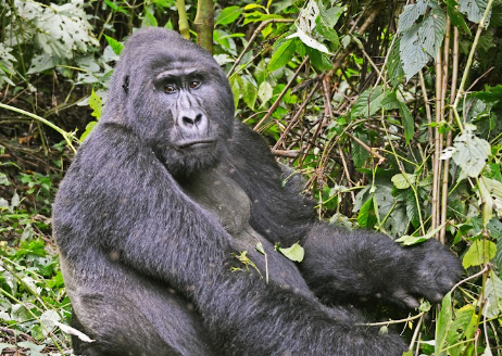 Gorilla Trekking Fitness