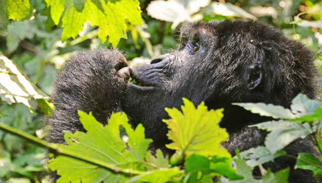 Gorilla Trekking Fitness
