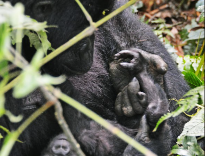 Gorilla Trekking Fitness